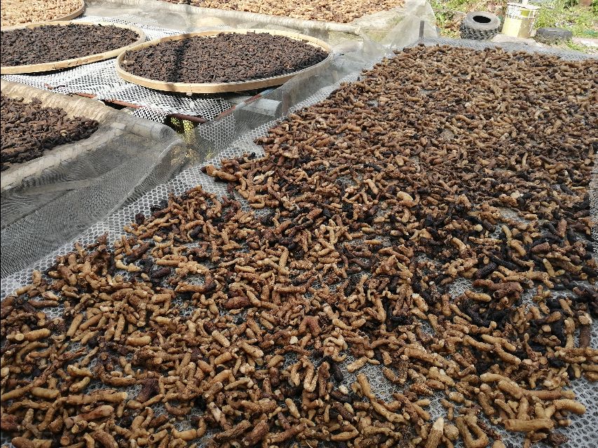 四明山哪里有山黄精,上方山三宝之一黄精