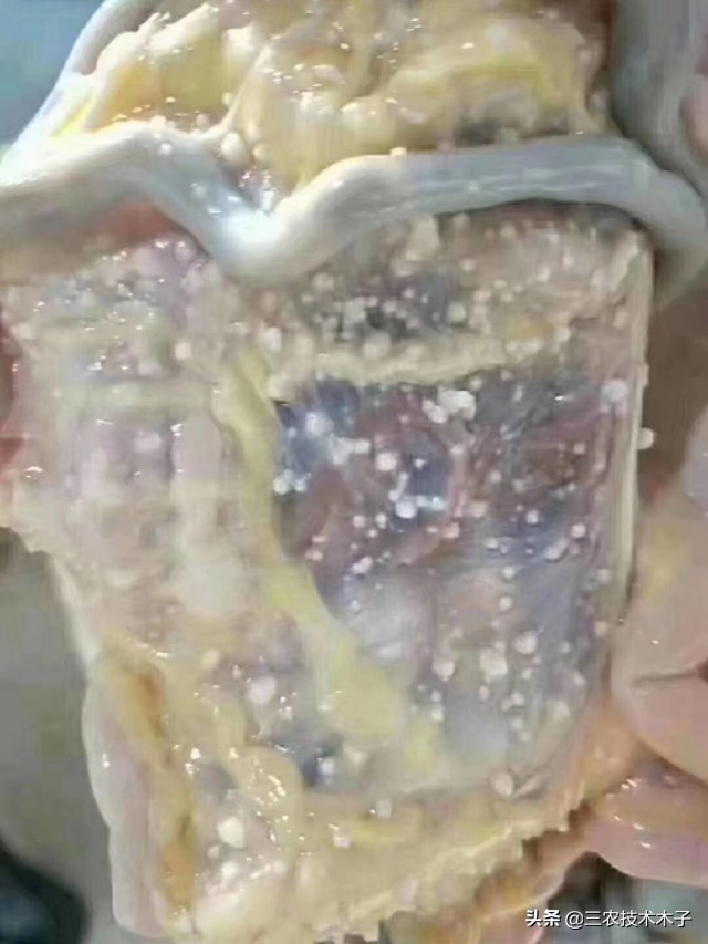 发霉的饲料对鸡的危害,发霉鸡饲料怎样处理还可以喂鸡