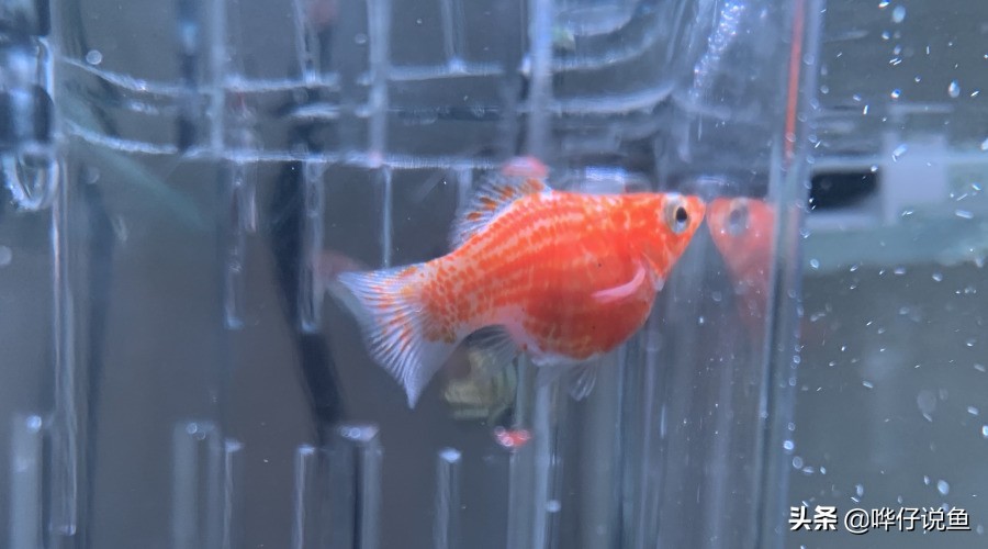 什么鱼适合培养硝化细菌,培养硝化细菌时要不要给鱼喂食