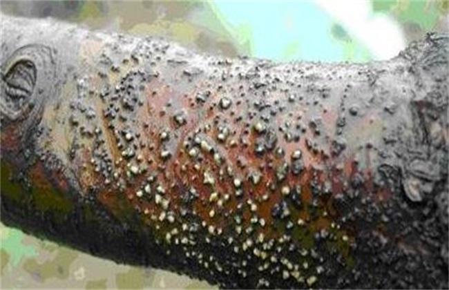 苹果树树干有粘液是什么病,苹果树树干里生虫怎样治疗
