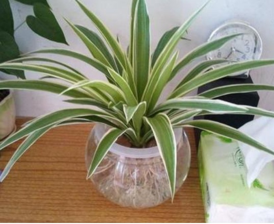 水培金边吊兰怎么养,水培吊兰的养殖方法和技巧