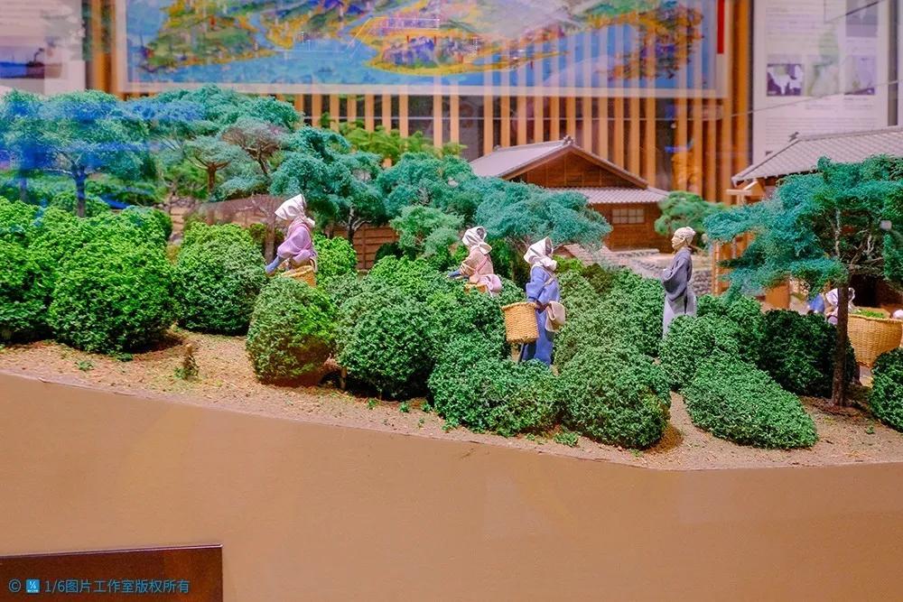 日本的茶博物馆,日本茶之都茶道体验