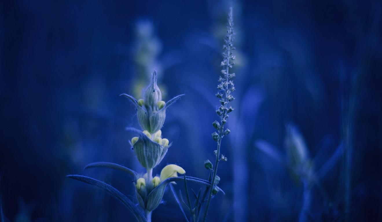 高度自律的摩羯座男,摩羯座自律最强的星座女生