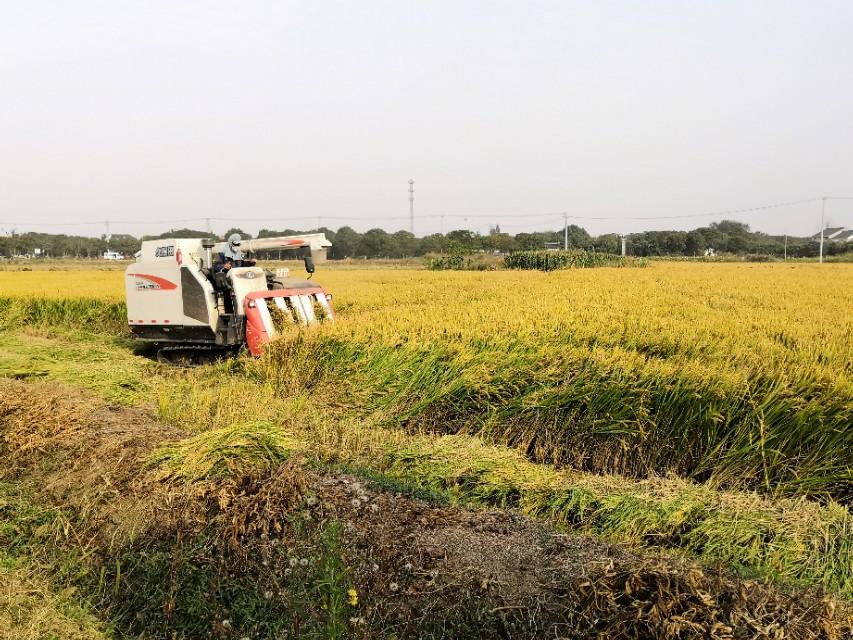莲花岛一日游的心情感悟,阳澄湖莲花岛邂逅小院