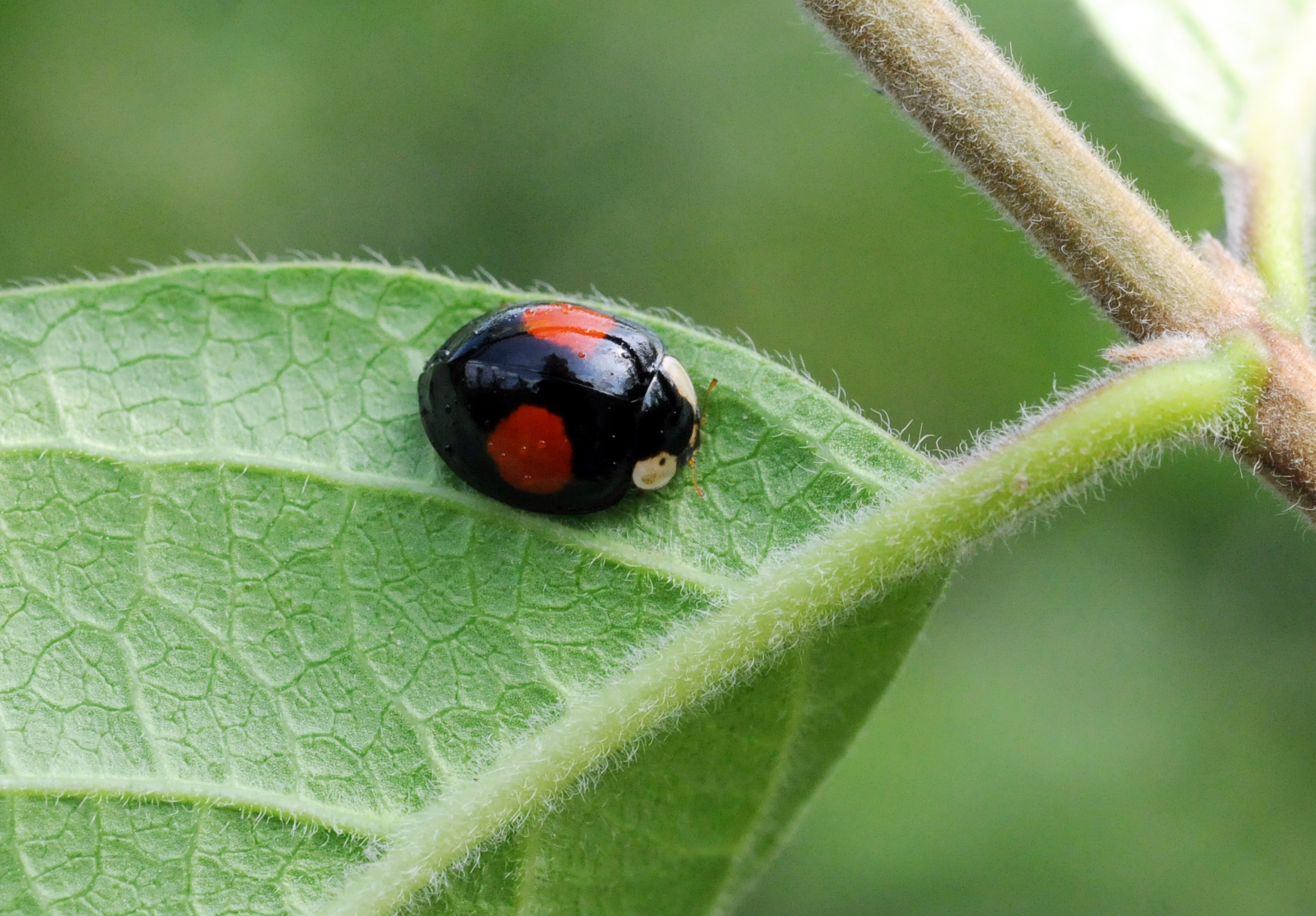 异色瓢虫和四星瓢虫,异色瓢虫与瓢虫的区别