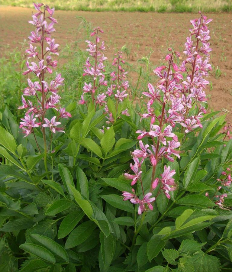 每日一味中药薤白,每天一味中药白鲜皮