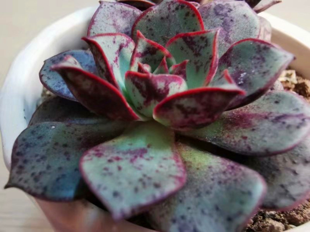 想把月季养好一定要用营养土吗,圆叶罗西玛怎么养护