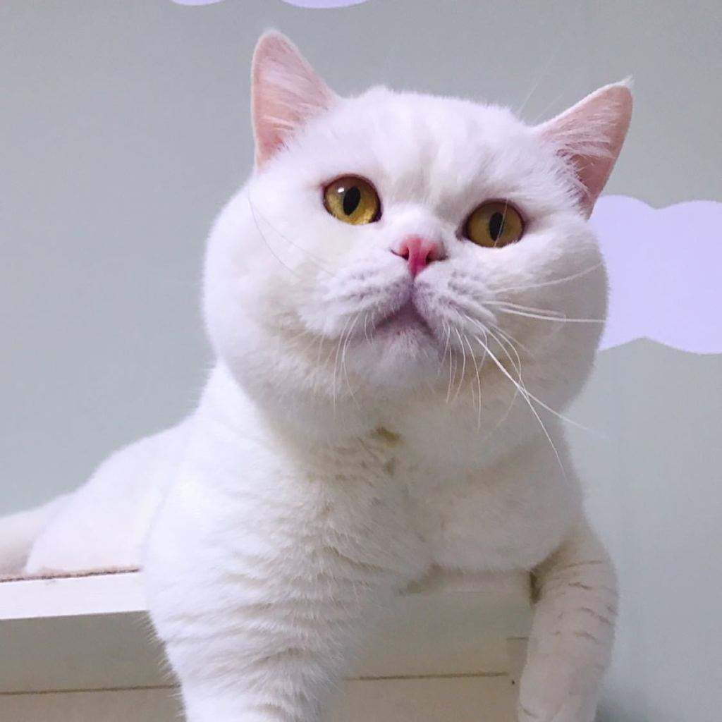 英短猫性格优点缺点,英短猫的优点