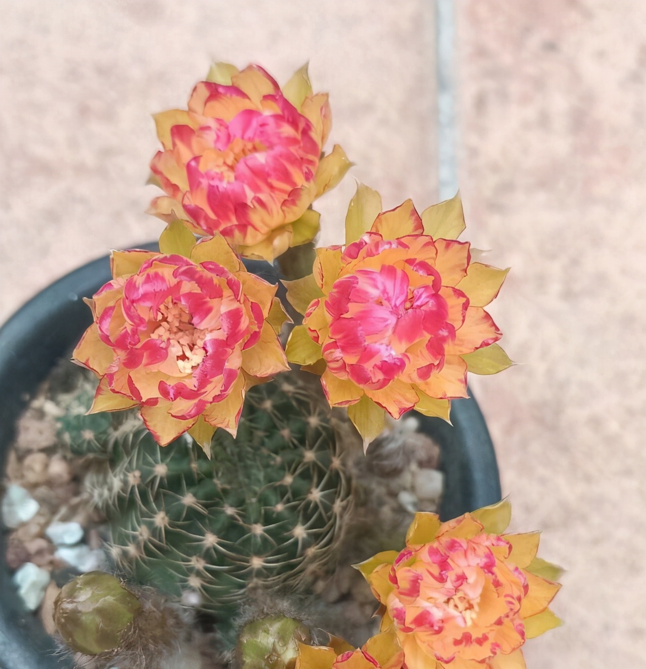 紫乐多肉开花后如何人工授粉,多肉开花怎么处理最好看