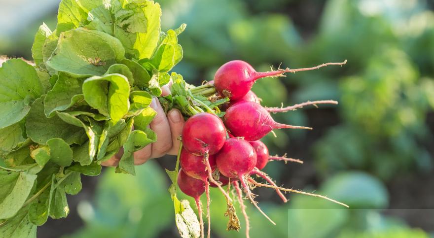 初夏季节种植什么蔬菜,霜降后种植什么蔬菜可以越冬