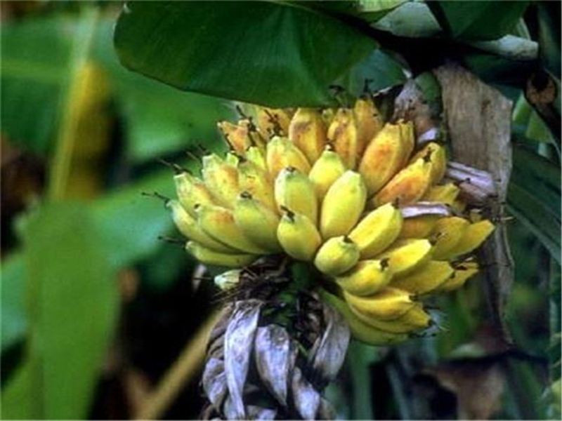 香蕉冻伤后如何补救,香蕉冬天应该怎么管理