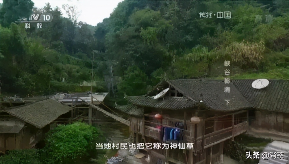 龙须茶大名叫什么茶好听,龙须茶是什么茶种