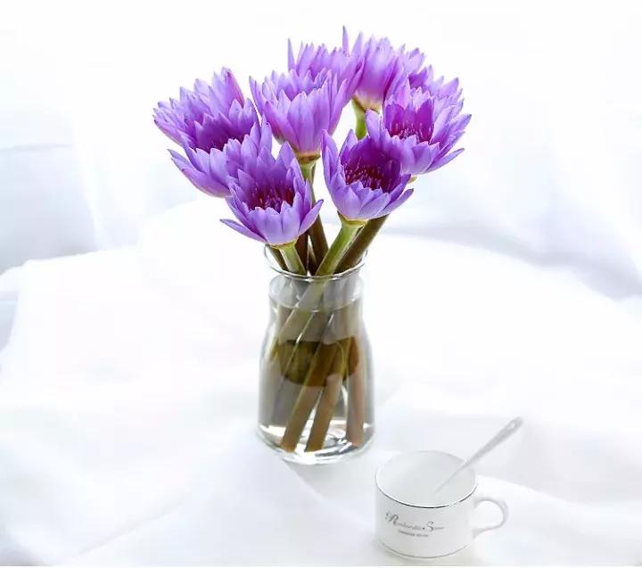 花店不会告诉你的秘密,花店不想告诉你的养花秘密