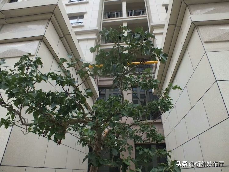 忻州国力花园二期在哪个位置,忻州国力花园五期和国力新城二期