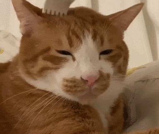 长毛猫撸猫毛工具,哪种撸猫毛的工具好用