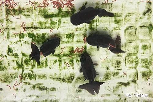 金鱼饲养怎么保持水质,金鱼越养越小怎么办