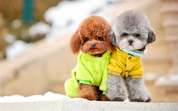 最聪明的十大狗狗品种介绍,史上最全的狗狗品种记得收藏