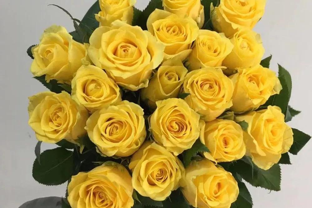 一篇文章带你认识三亚40种花,鲜花图鉴一次性认识30种玫瑰花