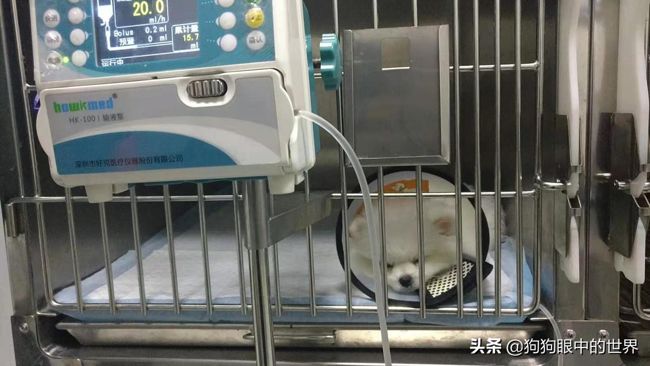 流浪狗治愈抑郁症,没想到自己竟然得了重度抑郁症