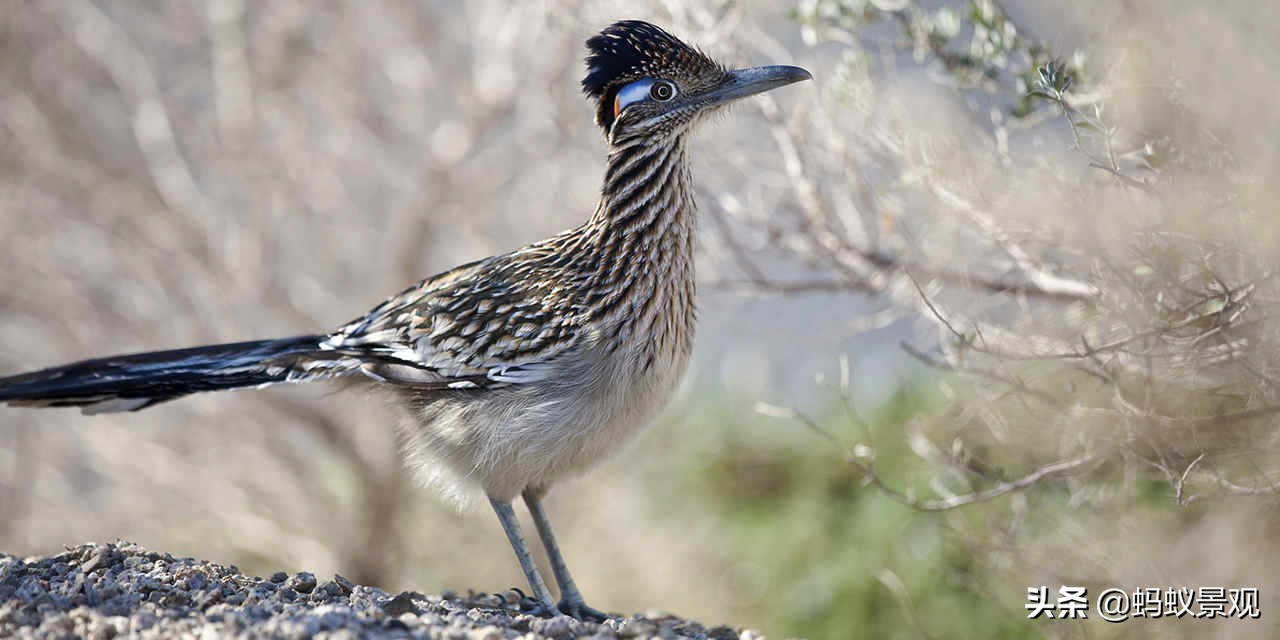 蒙太奇如何学习,蒙太奇理解
