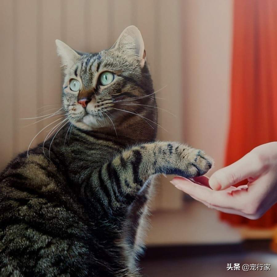猫不听话打了一顿怎么办,猫不听话揍了以后老实了