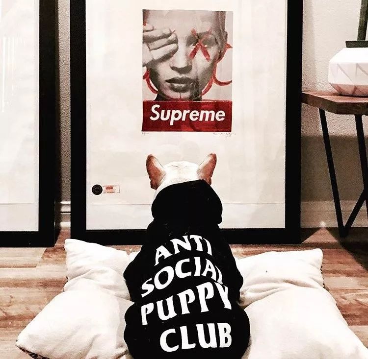 宠物比人吃得好,宠物比人金贵系列