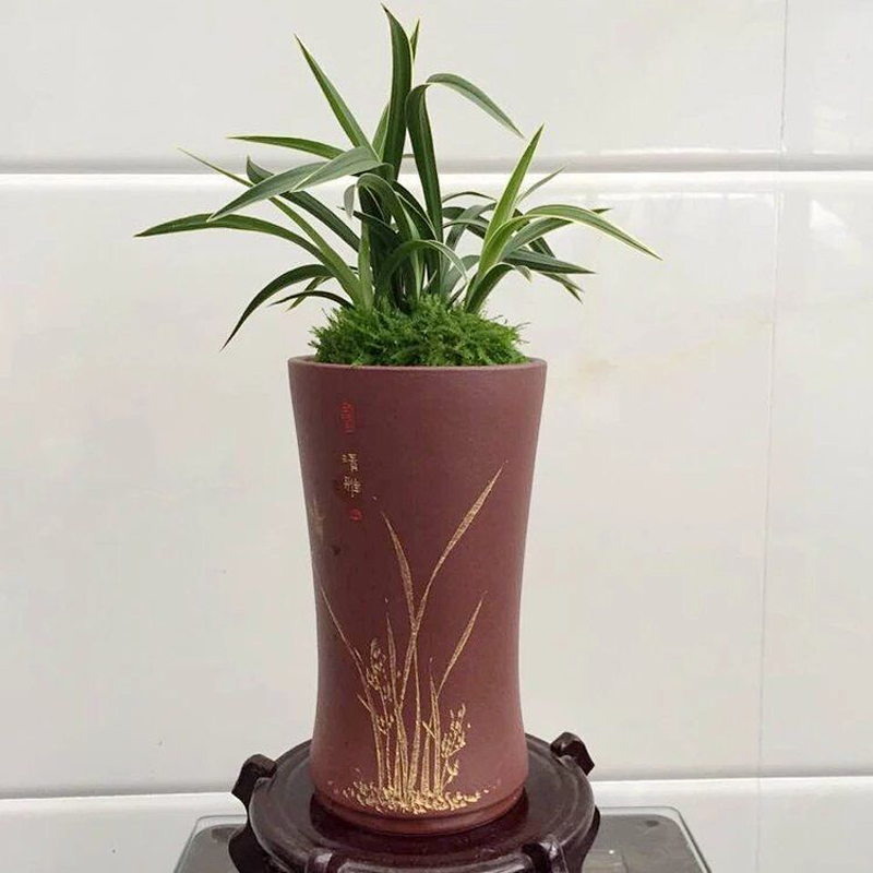 杂交兰花草的特点,杂交兰花蕙兰