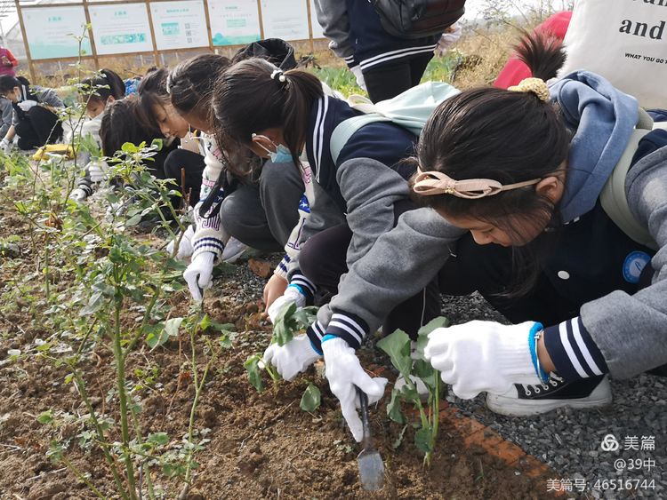 体耕读文化彰劳动之美——记合肥三十九中劳动研学活动