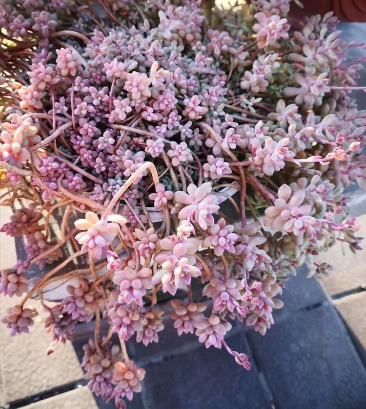 最美的20种多肉,15种最美的多肉