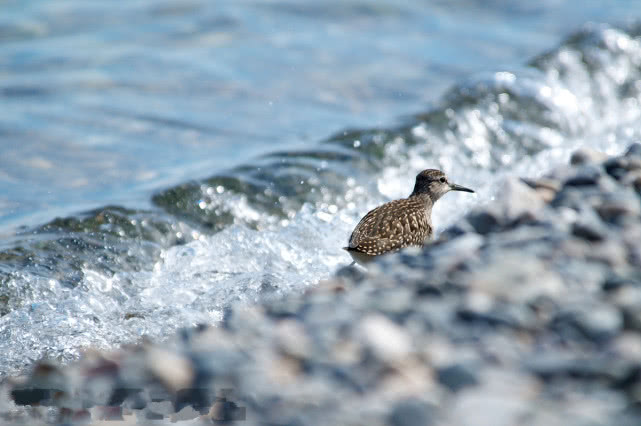 贝加尔湖有多深为什么有海洋生物,贝加尔湖的形成原理