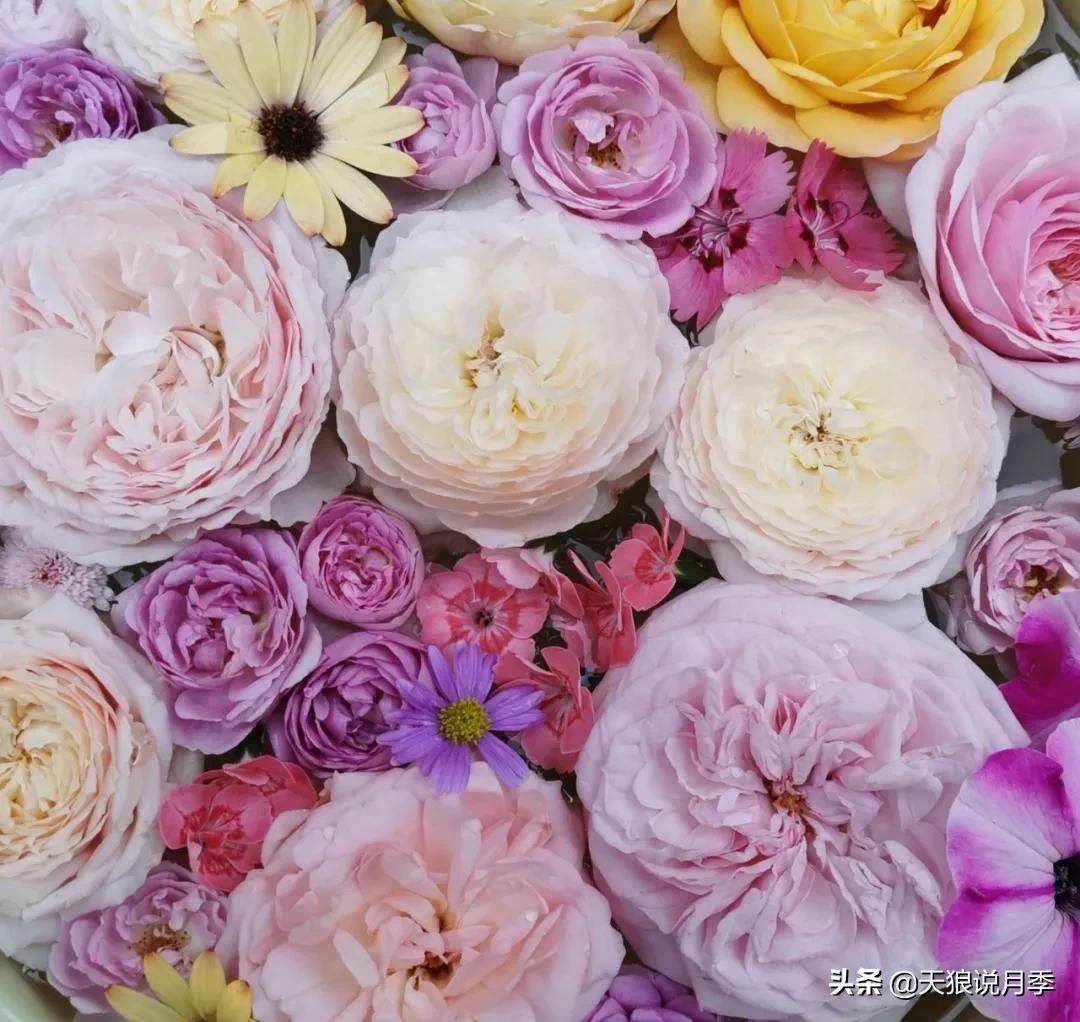 花友家的春花都开爆爆爆了，快来云赏花！（上）