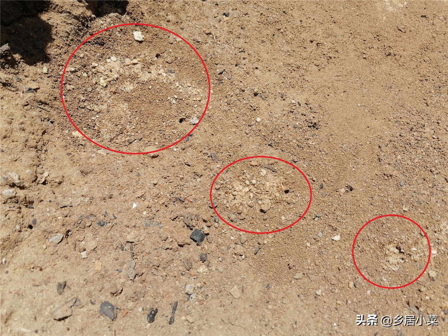 豆角棵上的蚂蚁怎么治,豆角秧生蚂蚁怎么办