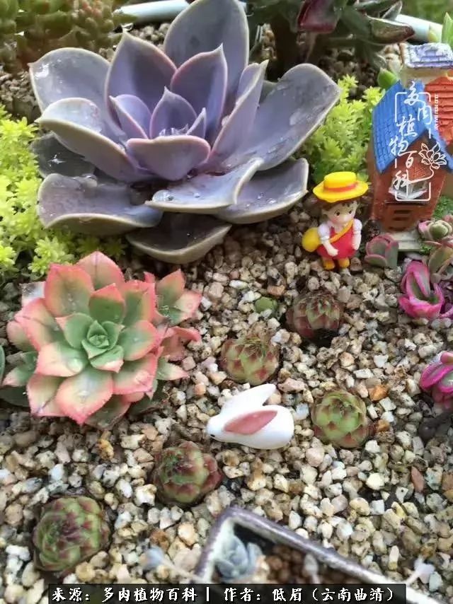 多肉看多了审美疲劳,今晚上点不一样的野味