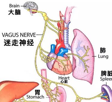 心脏神经官能综合症如何治愈,心脏神经症怎么调理