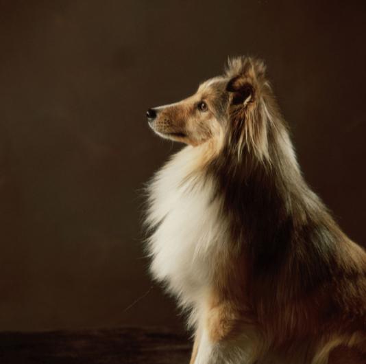 小狗喂生鸡蛋好还是熟鸡蛋好,小狗又拉又吐喂鸡蛋可以吗