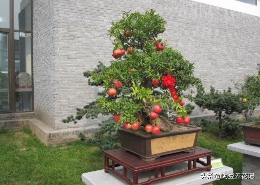 什么品种石榴果实红彤彤的,盆栽石榴的种植方法和技术图片