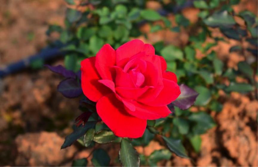 尼康d5300拍摄欣赏,尼康d5300一镜走天下