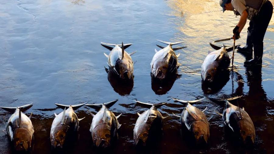 日本东京旅游必吃的美食,日本东京特色美食攻略