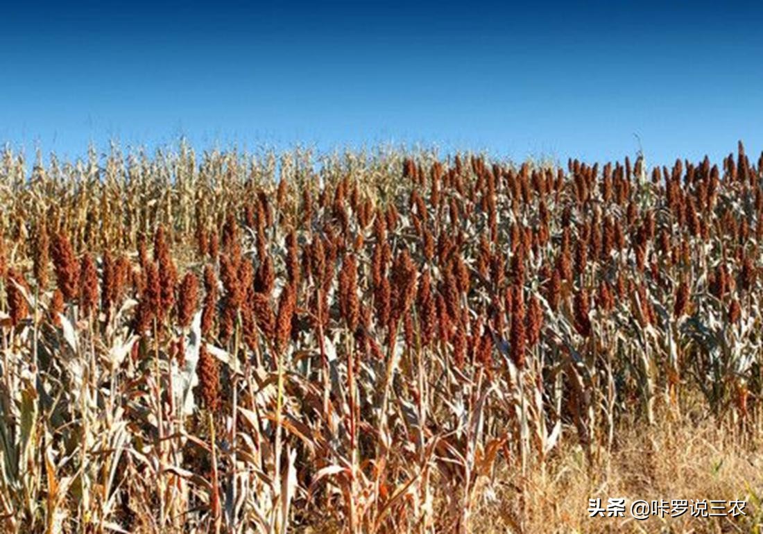 播种高粱教程,高粱种植技术和播种方法