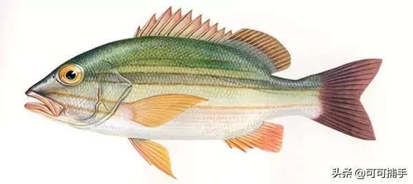 你不知道的海洋里面有什么,十种你没见过的海洋生物