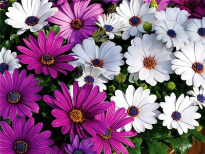 非洲菊怎么养在水中