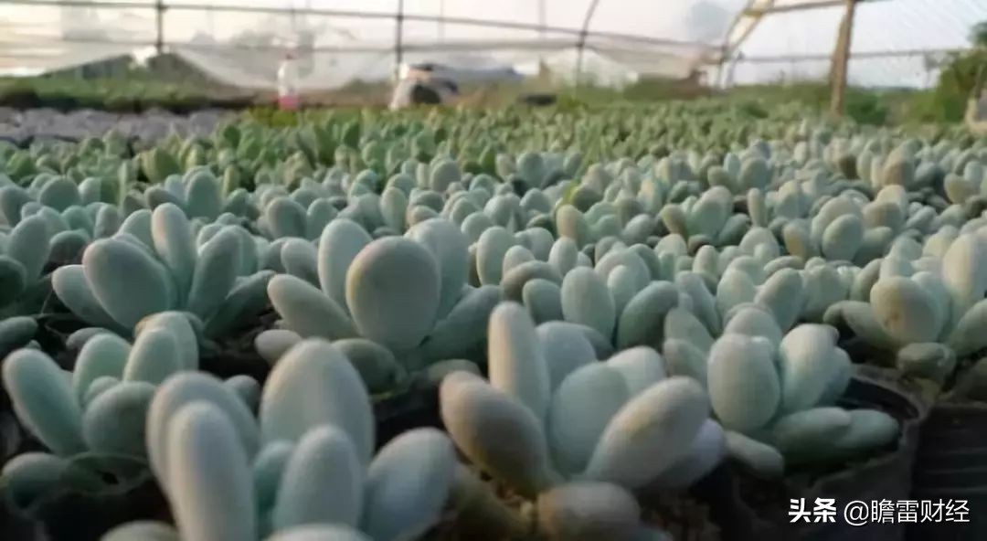 山东80后小伙种多肉植物，利用互联网销售，月收入两三万