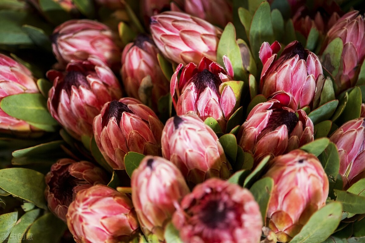 认识帝王花,帝王花和公主花是高端花吗图片