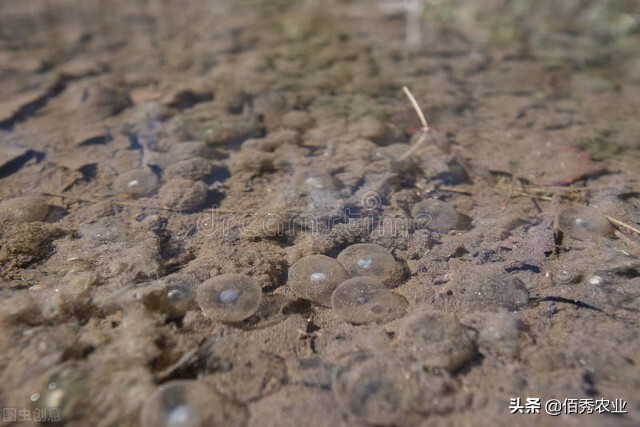 干涸多年的河沟，下雨积水后，为啥会有很多小鱼，从哪里来的？