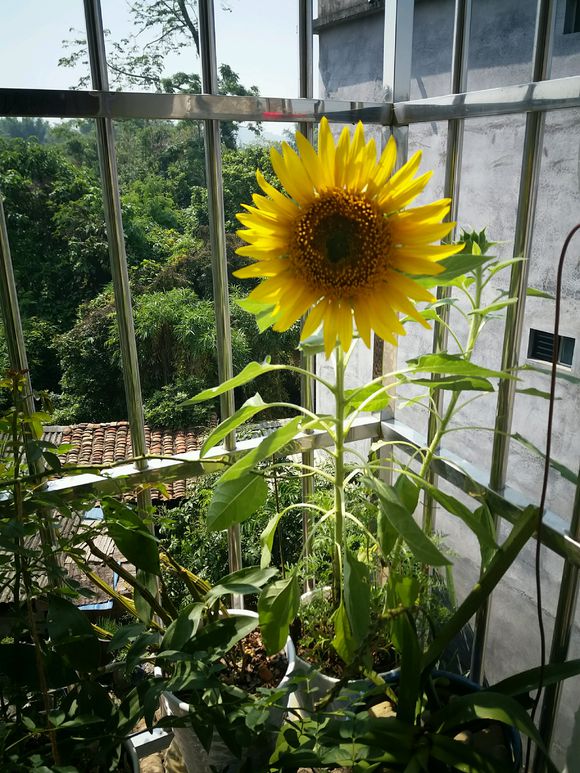 让向日葵快速盛开,盆栽向日葵长得又细又长怎么办