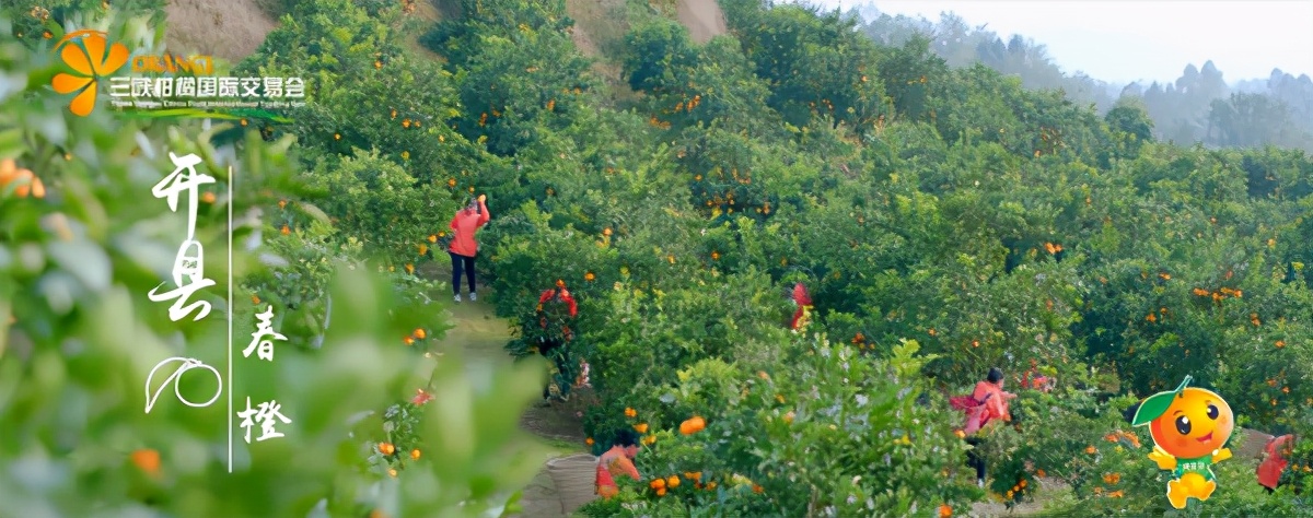 世界柑橘起源地竟在重庆，种植历史超4000年，曾是宫廷贡品