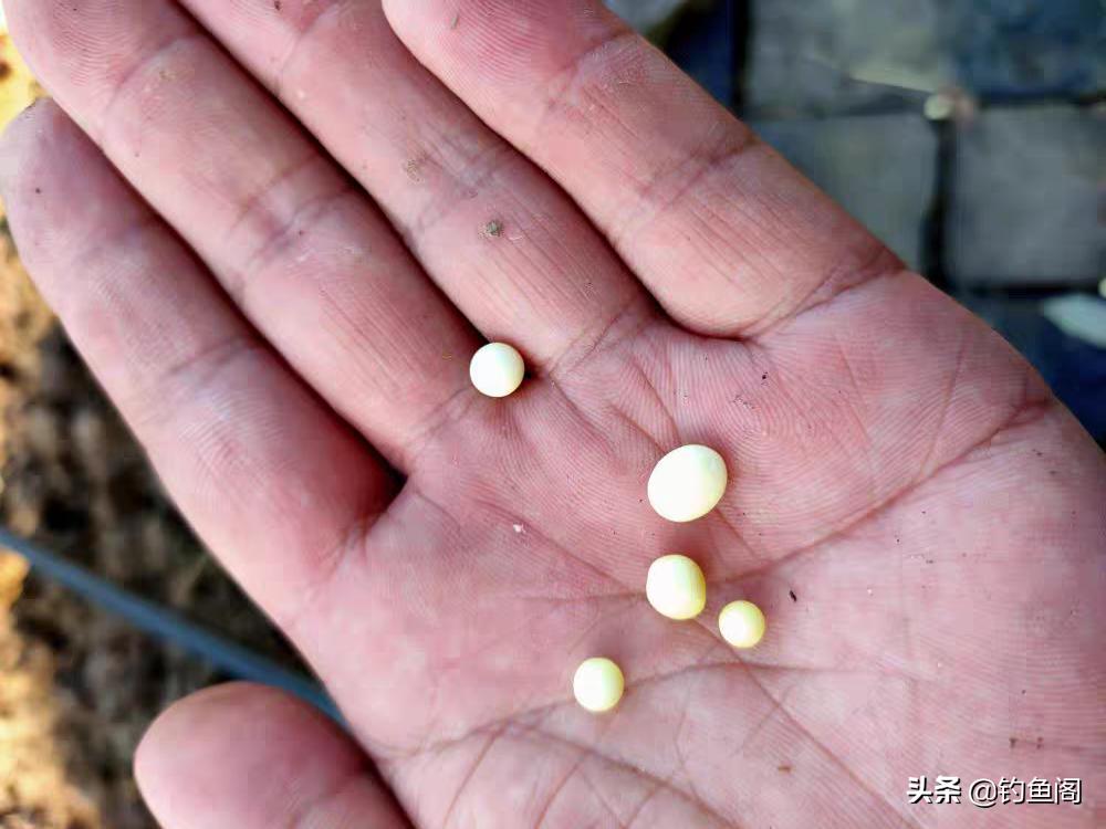 不花一分钱路亚饵,钓大板鲫最好的商品饵