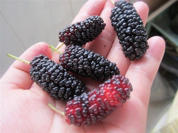 容易起虫的水果,什么水果最容易吃出虫