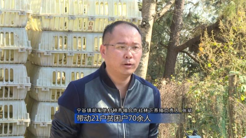 林下养鸡啄开致富路,林下养鸡致富带动贫困户