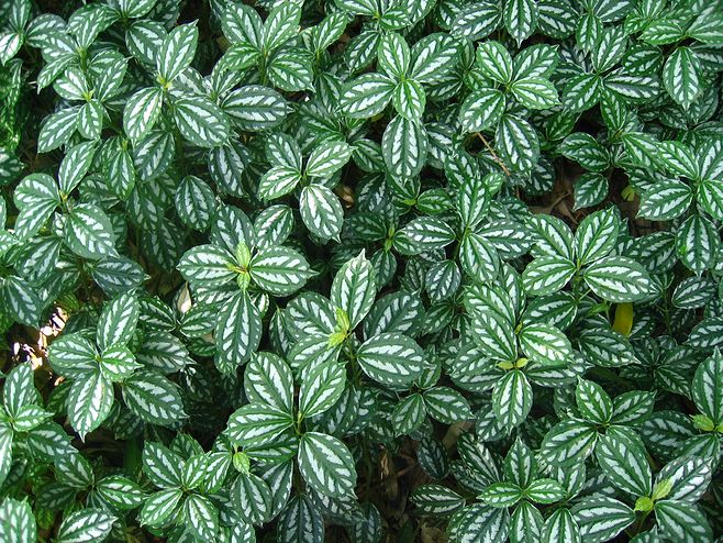 人养花花,人养花花养人哪些花养人